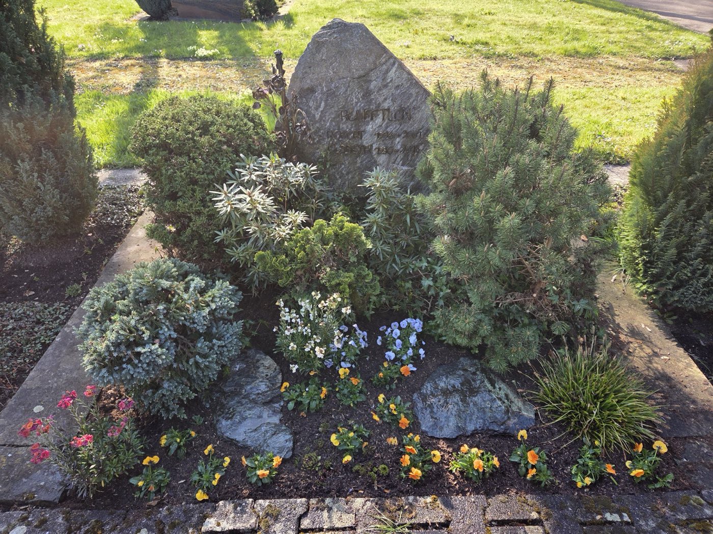 Dauergrabpflege mit Koniferen, Stauden und Hornveilchen an Natursteinfindling