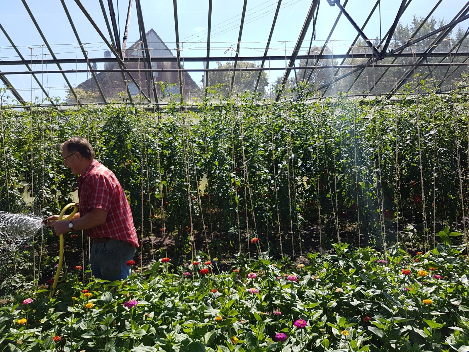 Erich Schanbacher gießt mit dem Schlauch im Tomatengewächshaus der Gärtnerei Schanbacher – Tomaten und Sommerblumen aus eigenem Anbau