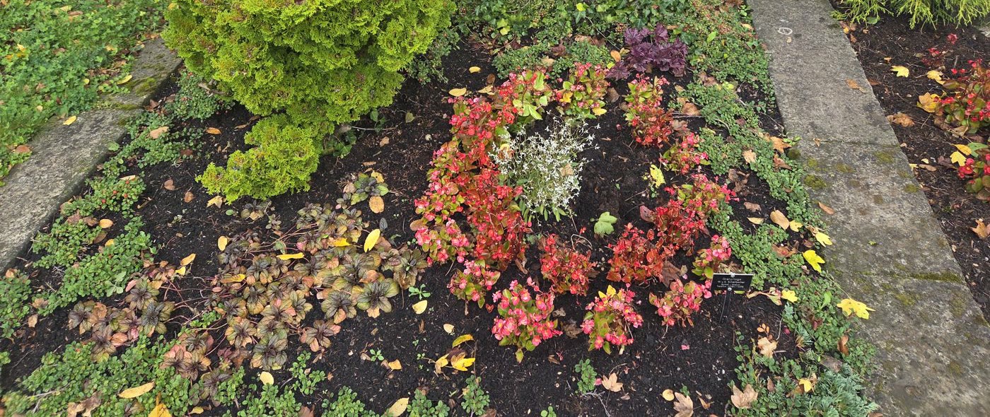 Herbstliches Rundbeet auf einem gepflegten Grab mit Purpurglöckchen und Koniferen