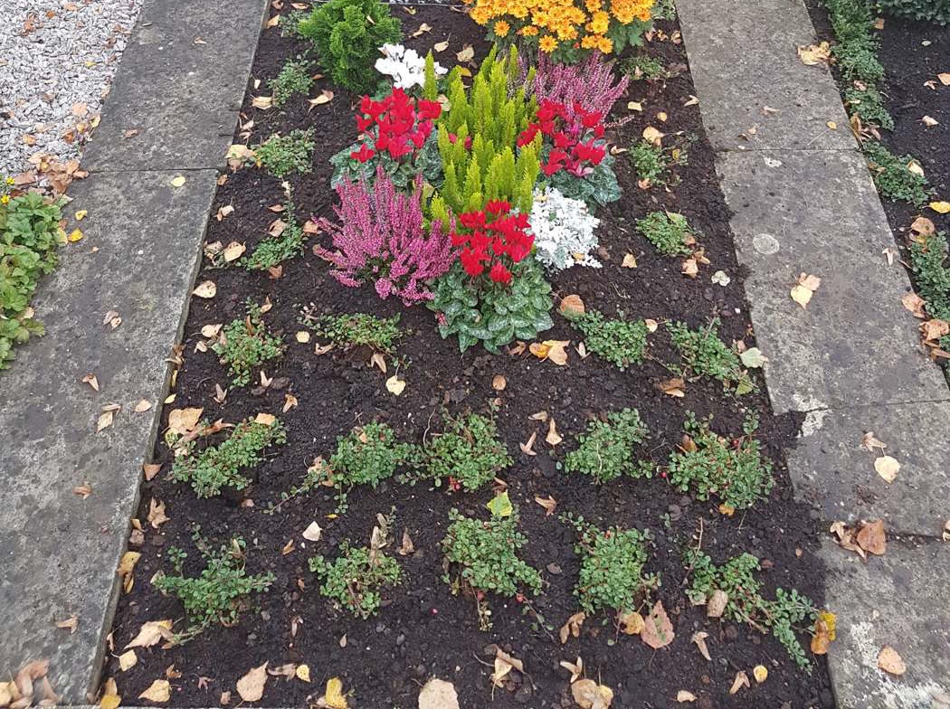 Herbstliche Wechselbepflanzung eines Grabbeets mit Chrysanthemen, Heide und Alpenveilchen