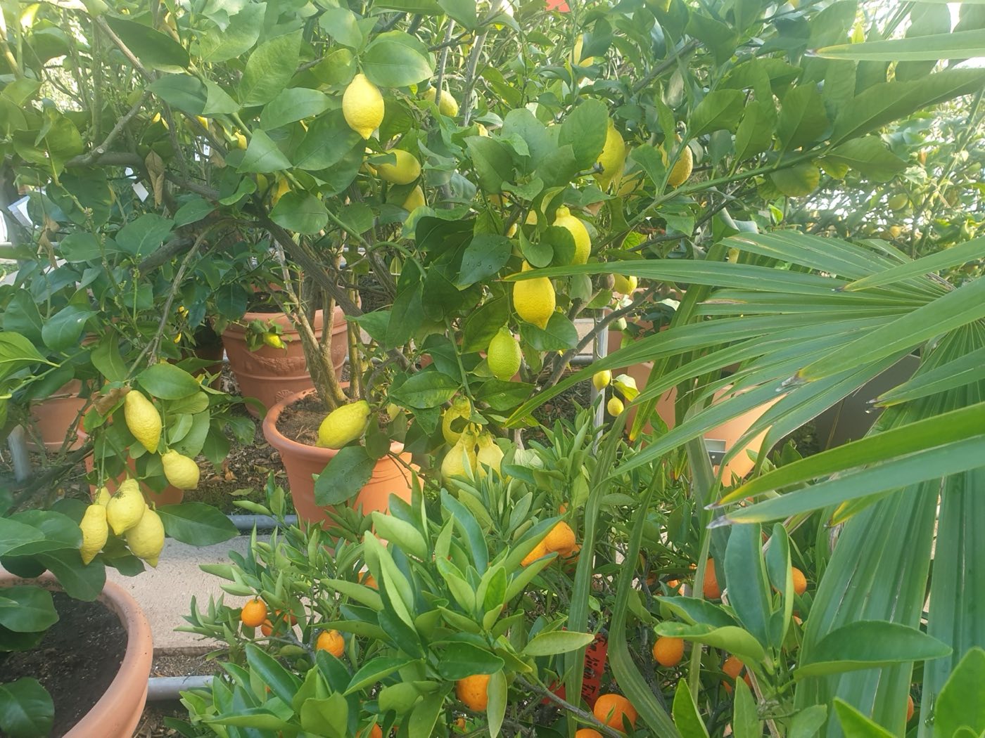 Zitronenbaum mit reifen Früchten und Kumquat im Gewächshaus